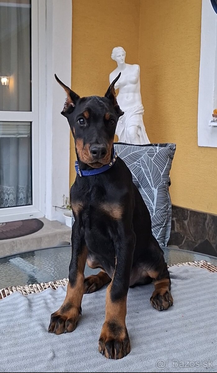 DOBERMAN ŠTENIATKA FCI P.P. - 11