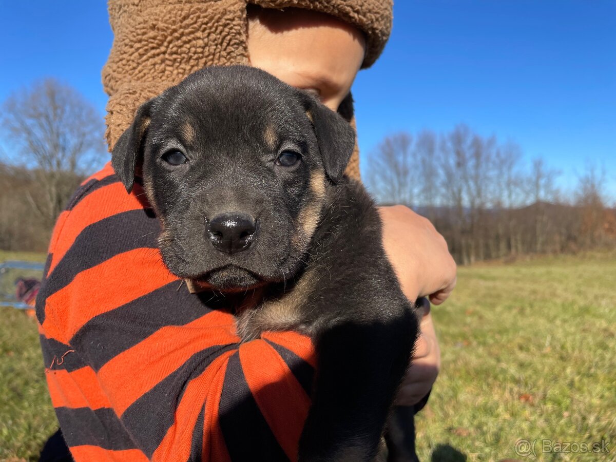 Šteniatka po super rodičoch ❤️ - 11