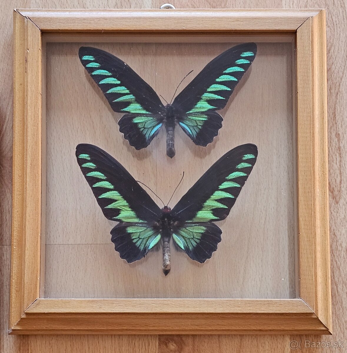 Zbierka motýľov v rámikoch - 11