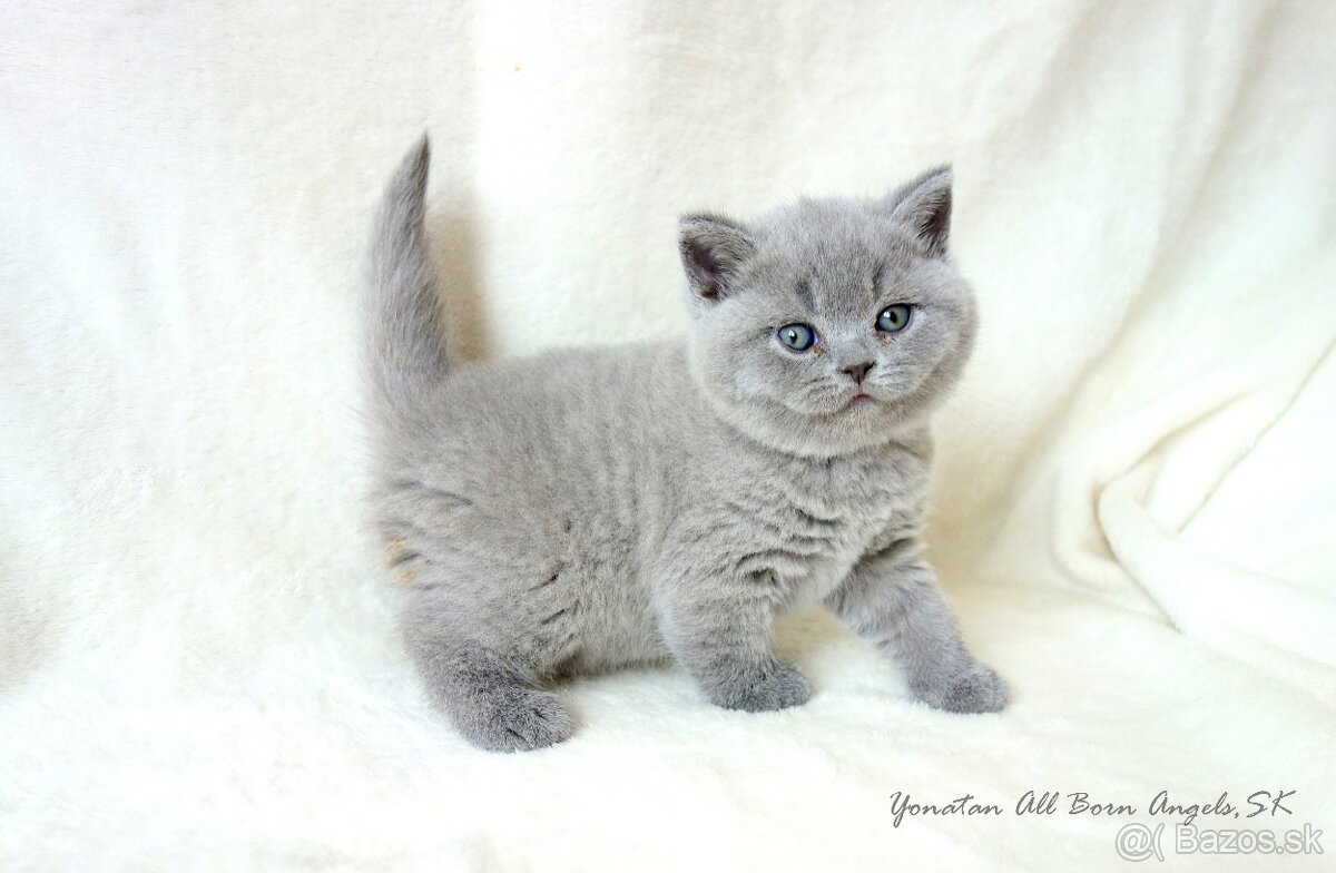 Britské mačiatka s PP ♥ - 11