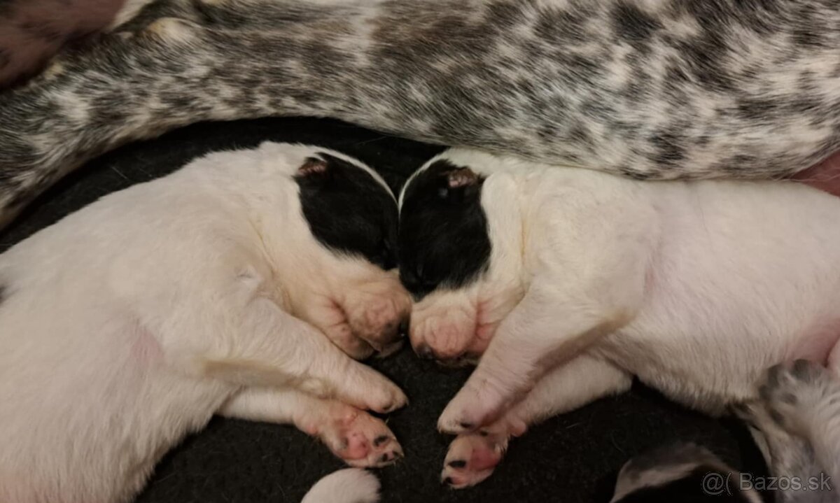 Stredoázijský ovčiak - šteniatka s PP - 11