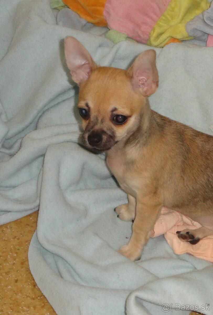 čivava krátkosrstá - 11