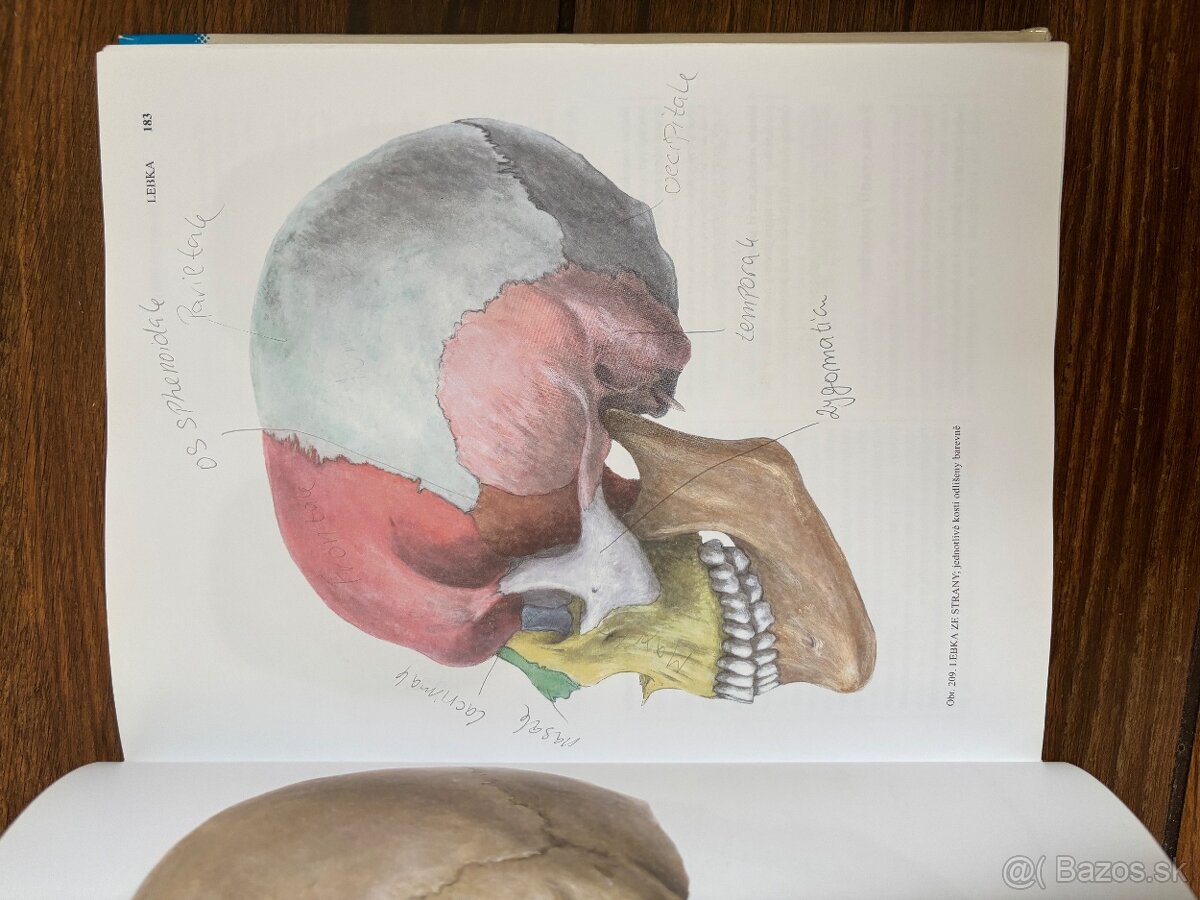 Anatomia Čihak 1,2,3 - 11