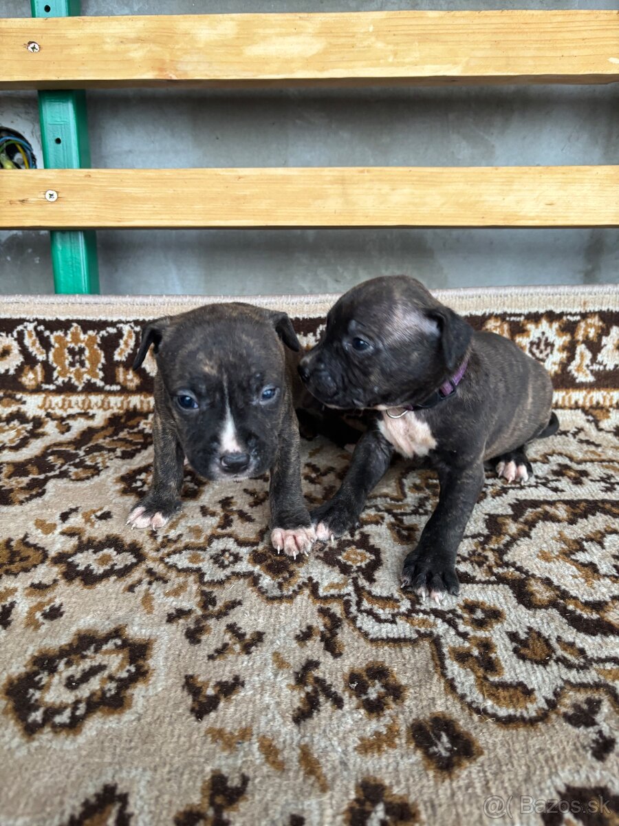 Americký stafordsirsky terier, Stafford, amstaf - 11