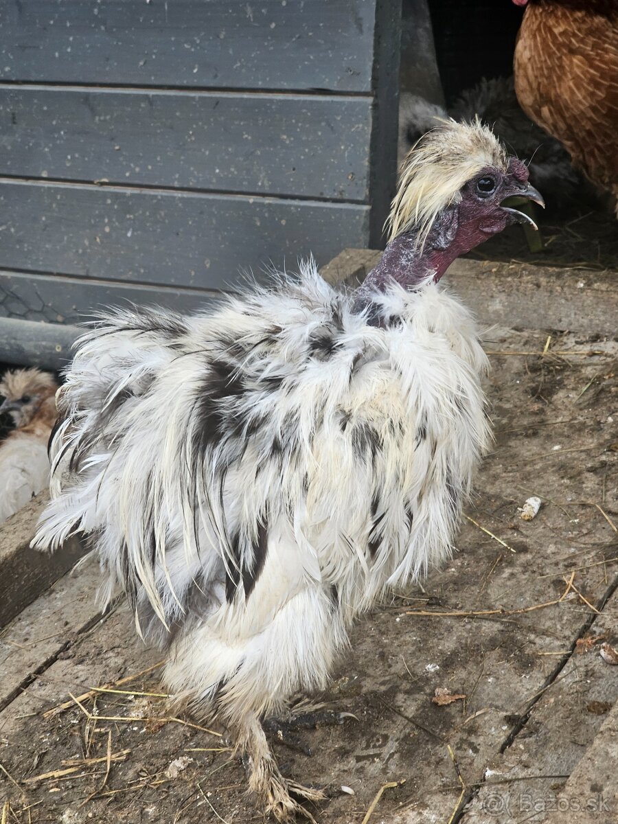 Hodvábničky kohútikovia - 11