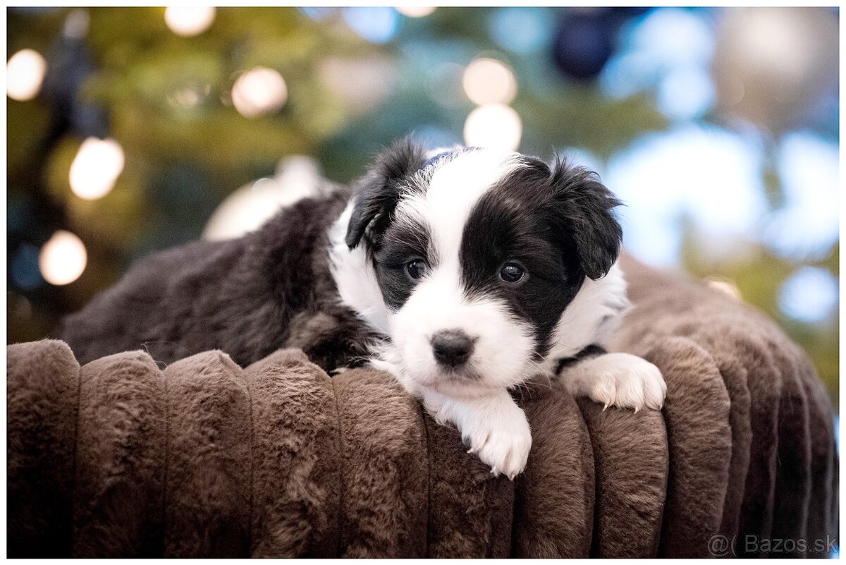 Border Collie Border Kolia s PP FCI - 11