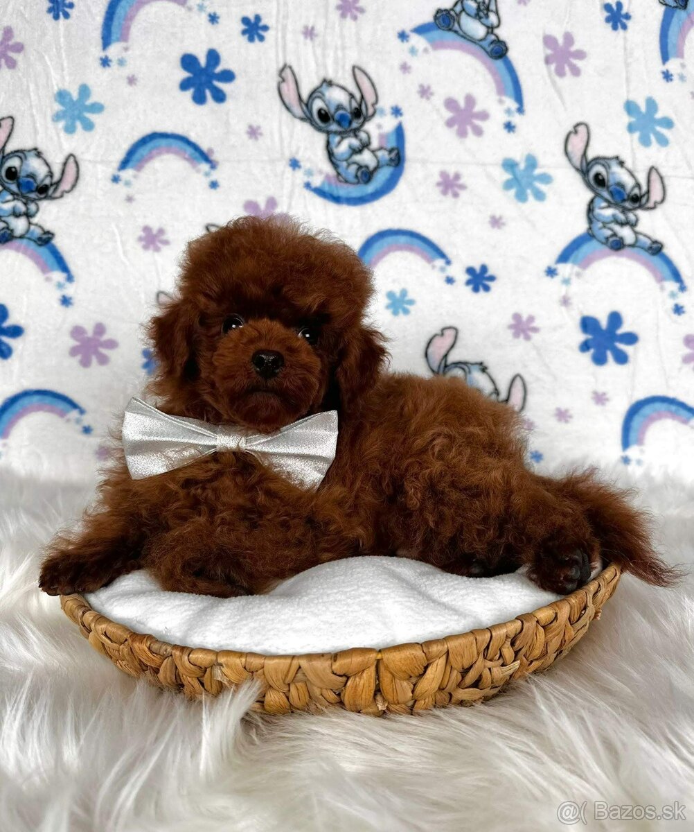 Pudel toy/Pudlík toy - red brown psíček - 11