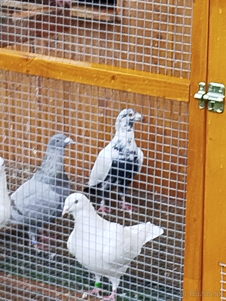 Poštovné holuby - 11