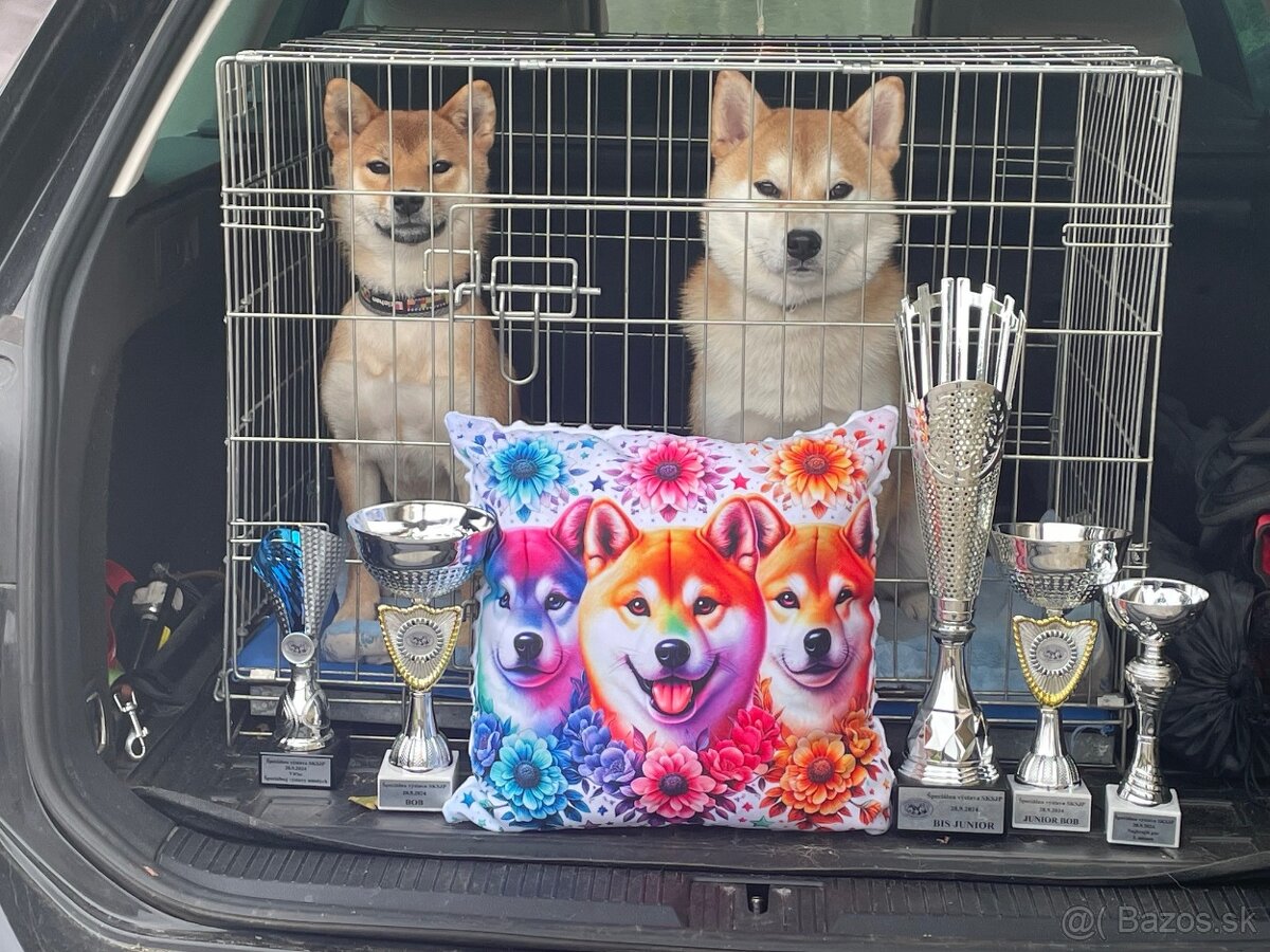 Shiba inu s PP /FCI / - 11