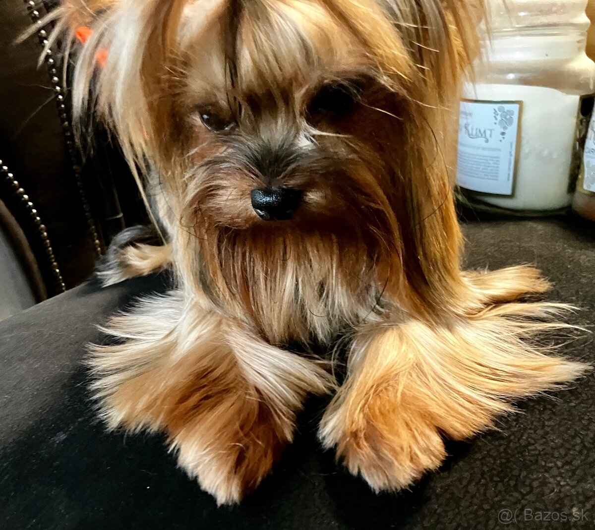 Yorkshire terrier s PP - 11