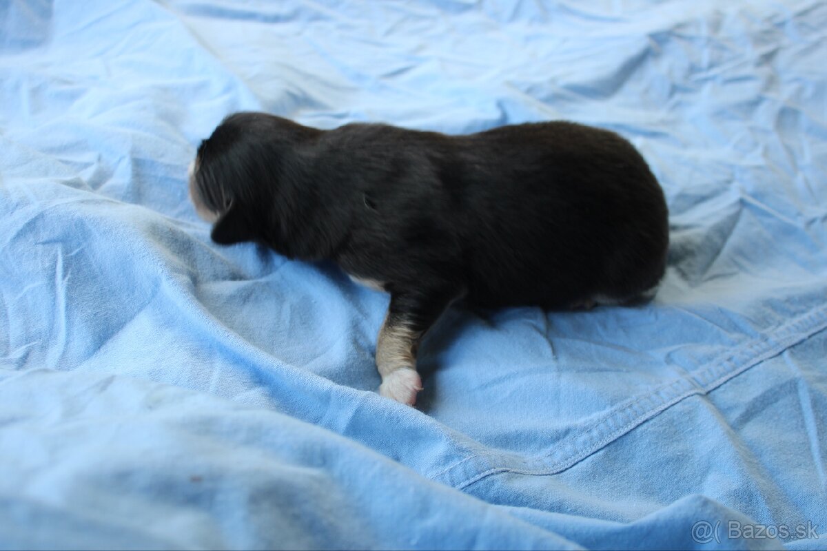 Ponúkam šteniatka - 11