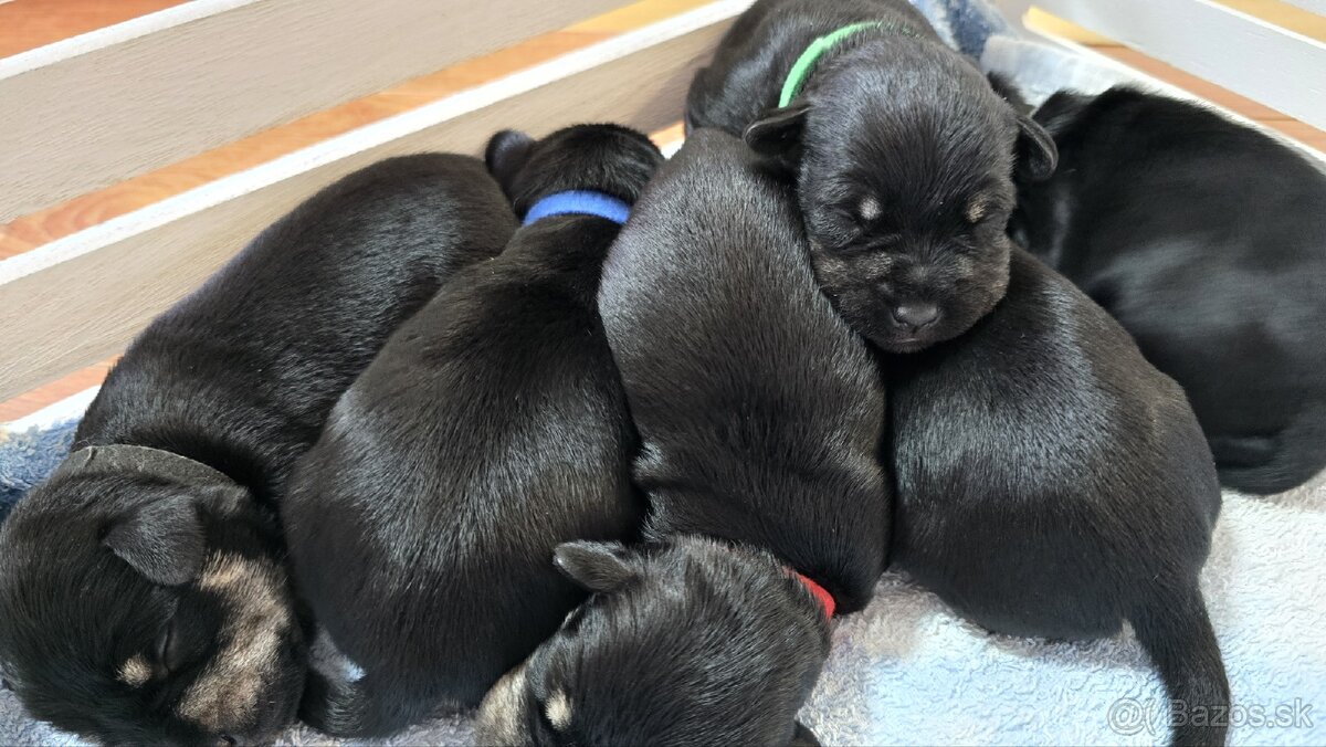 Malý čiernostrieborný bradáč - 11