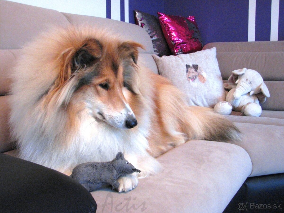 Kólia dlhosrstá s PP - 11