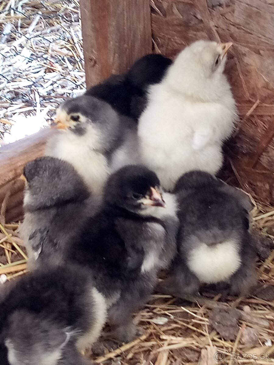 Brahmanka veľká NV 1,50€ - 11