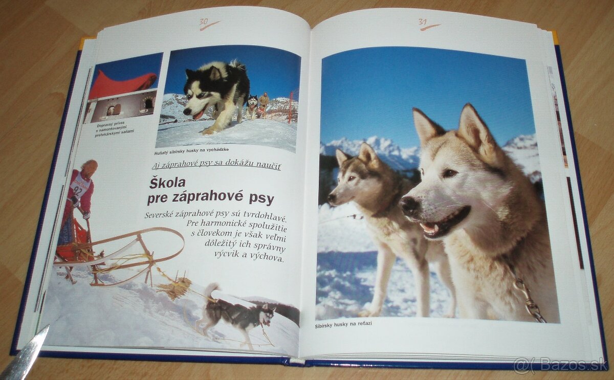 Záprahové psy - 11