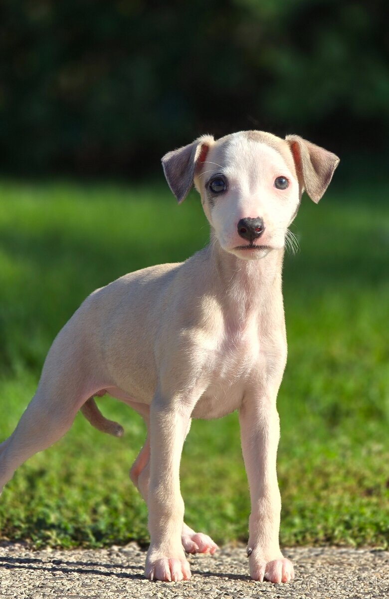 Vipet, Whippet s PP - 11