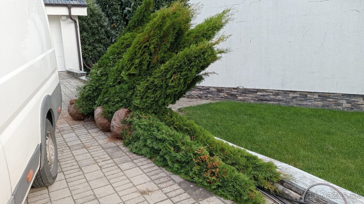 Tuja Smaragd, vavrínovec, červienka, gaštan - Námestovo - 11