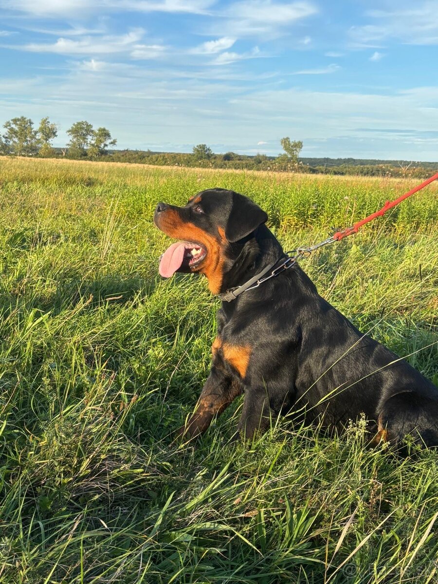 Rotvajler, rtw, rottweiler - 11