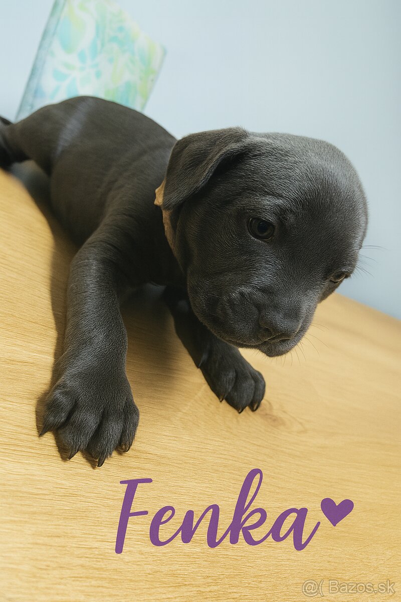 Amstaff šteniatka -verný modrý priatelia - 11