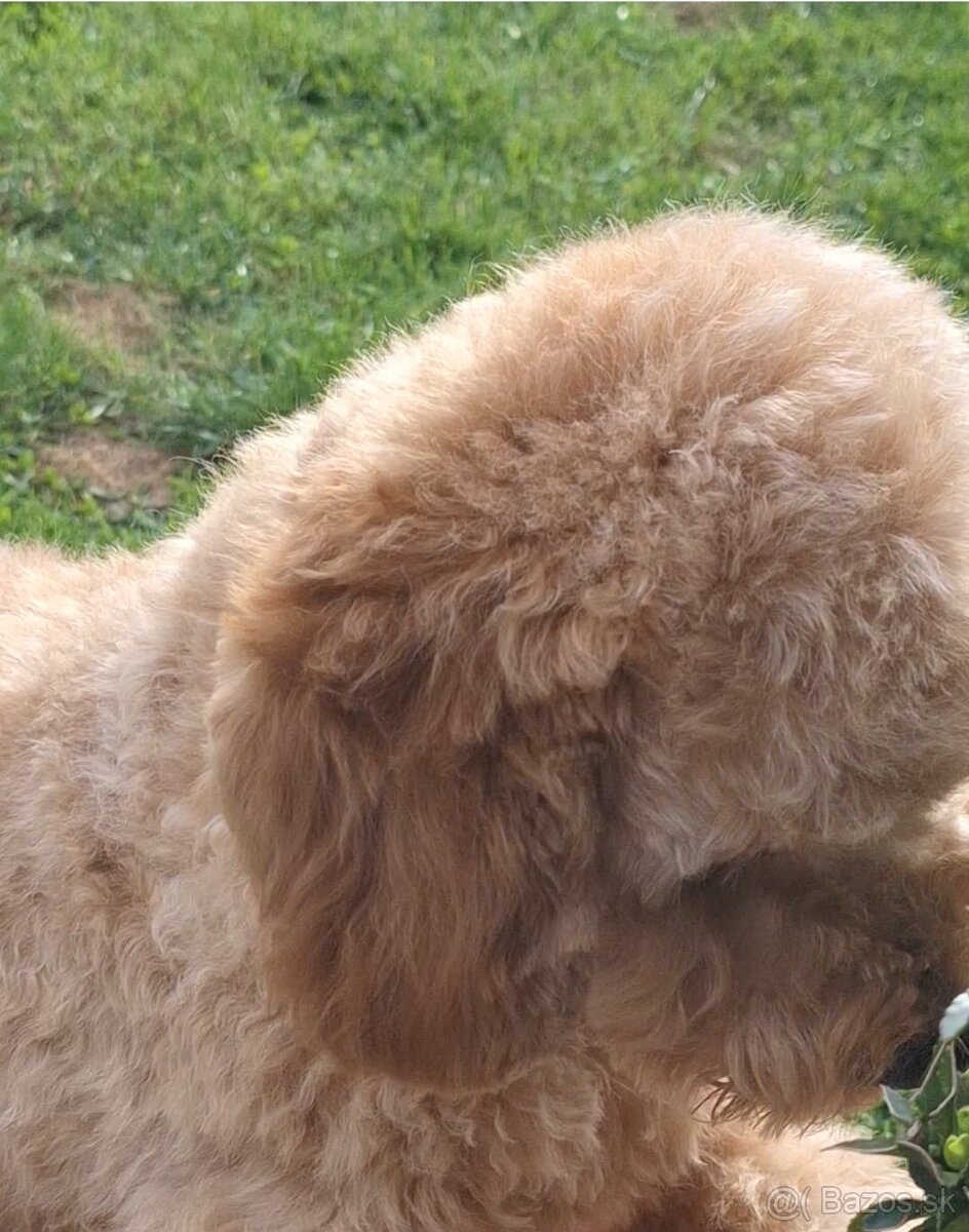 Pudlik pudel trpasličí,psík - 11