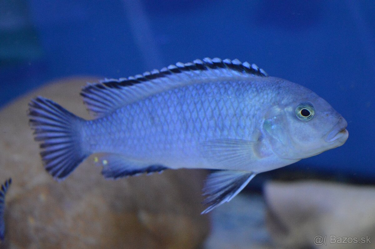 Predám prebytky chovu - Africké cichlidy: - 11