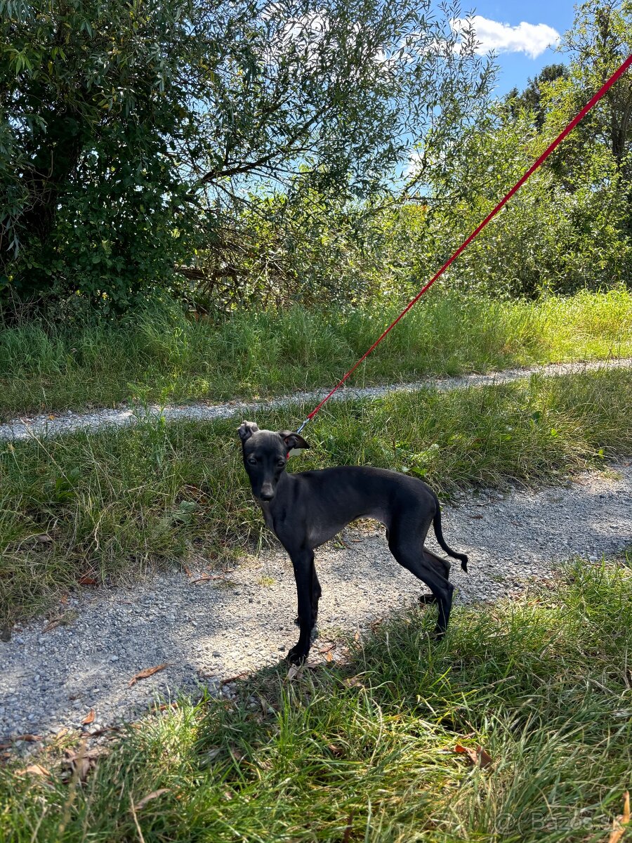 Sučka taliansky chrtik ihned k odberu - 11