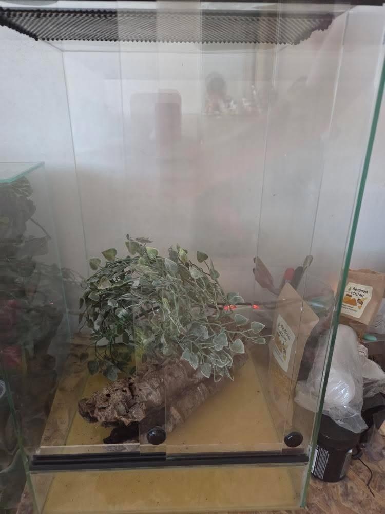 Pagekony riasnaté - 11