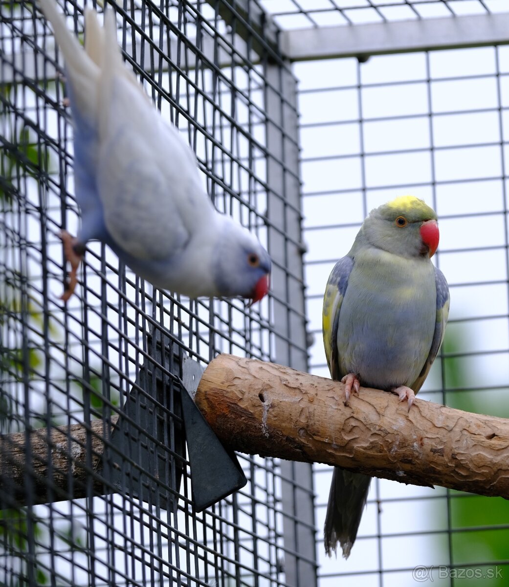 Alexander malý aqua opalin ct - 11