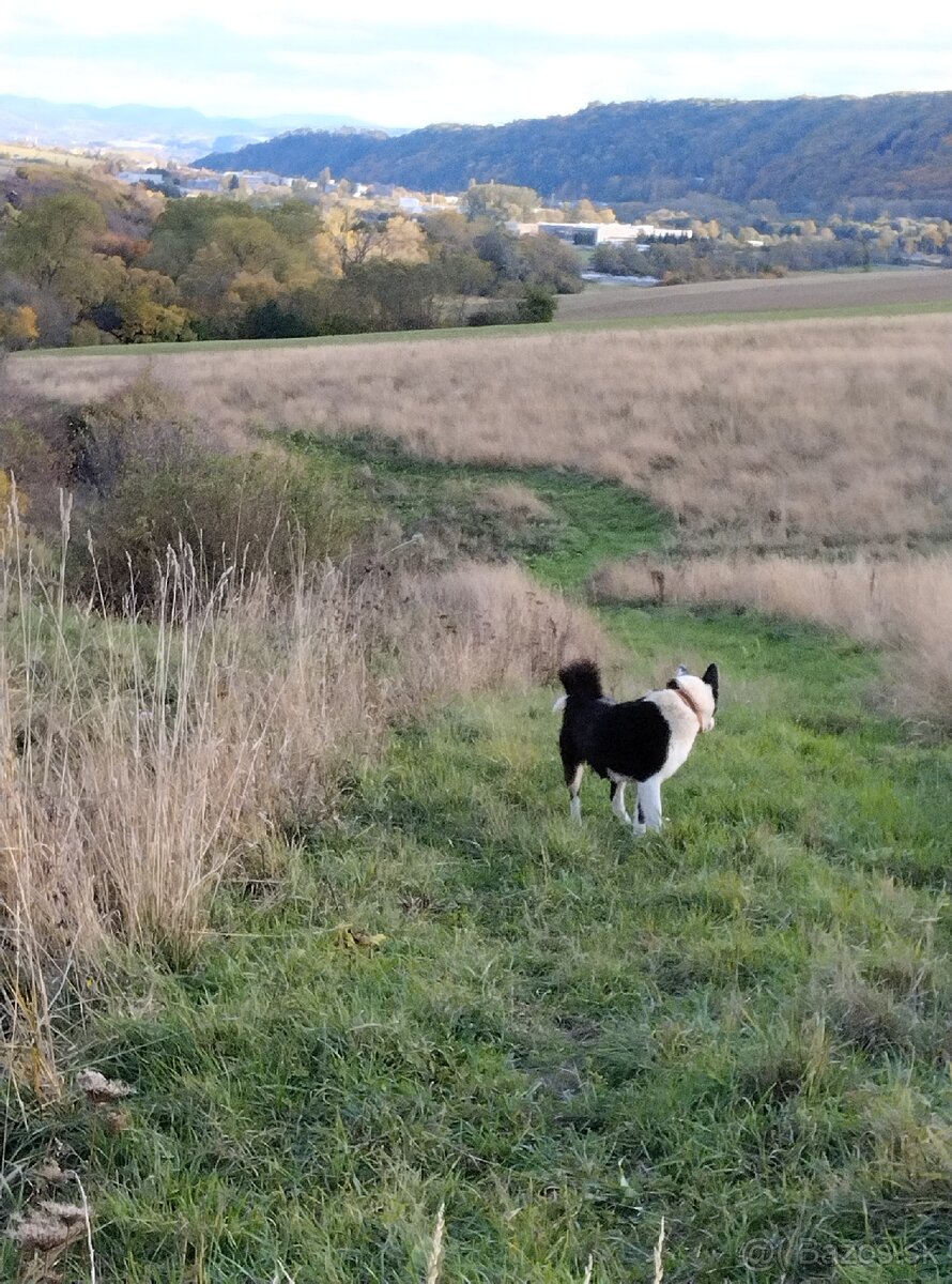 Karelsky Medvedí Pes - 11