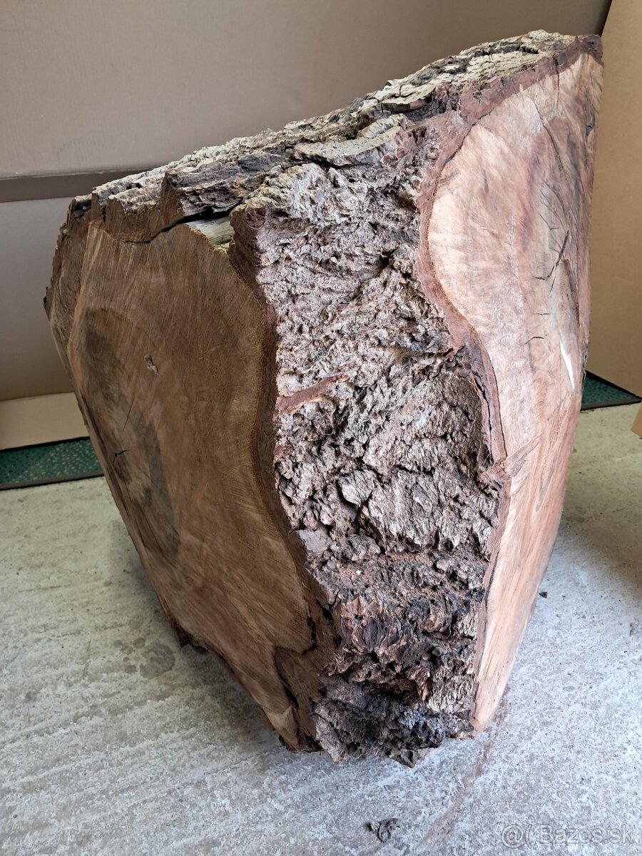 Orechovy kmen drevo - 11