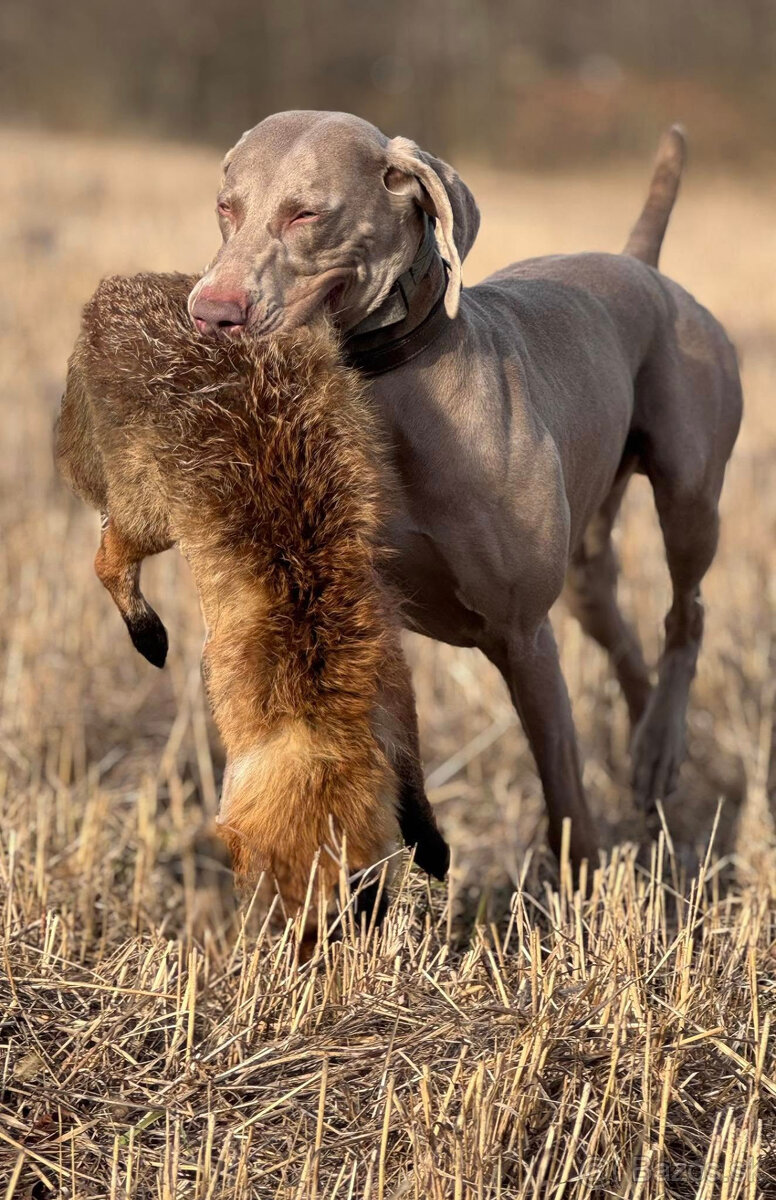 Weimarský krátkosrstý stavač - štěniatka s PP - 11