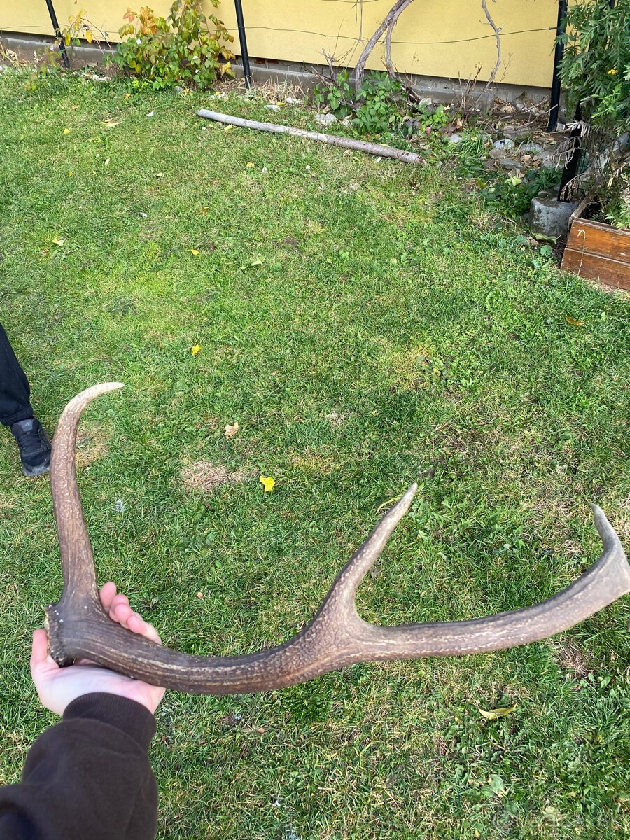 Jelenie zhody / parohy 62cm - 11