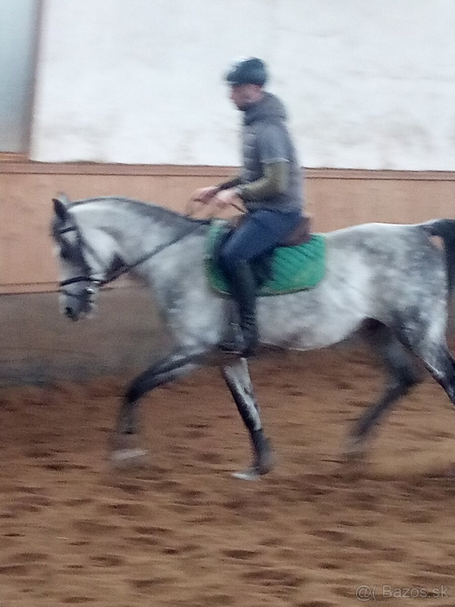 Pripúšťanie Shagya arab - 11