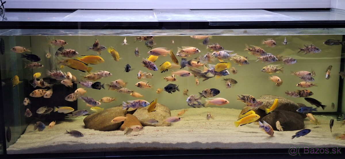 Africke cichlidy malawi - 11