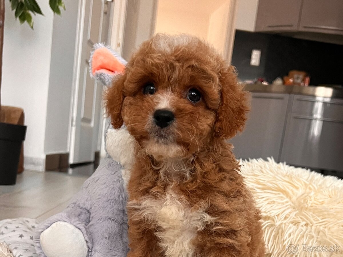 Roztomilé šteniatka Cavapoo - 11