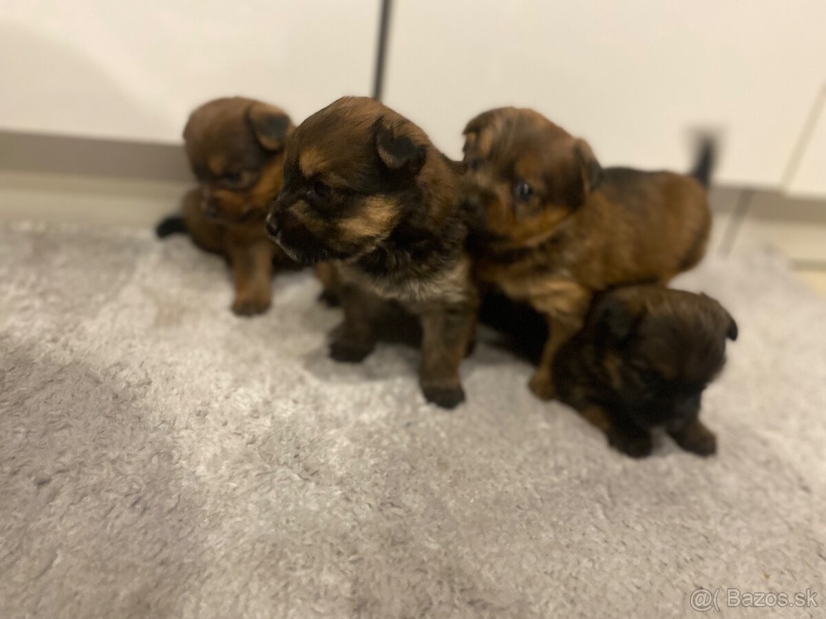 Predám šteniatka Yorkšira - 11