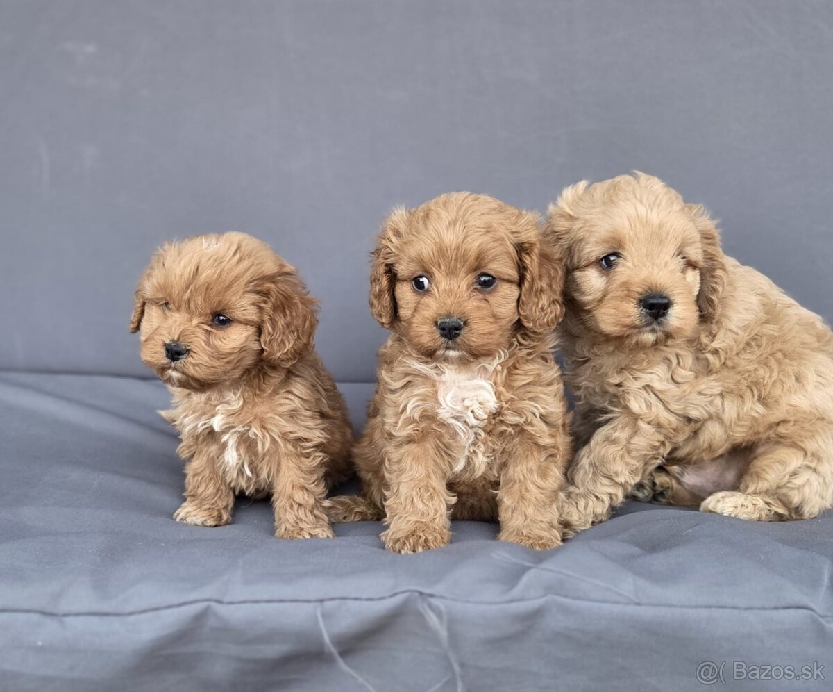 Cavapoo - 11