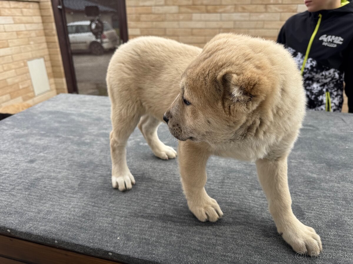 Stredoázijský ovčiak SAO - 11