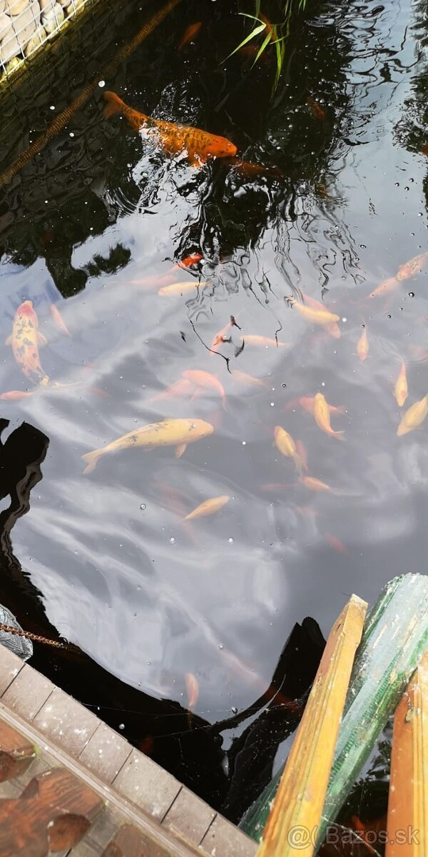 Koi kapor - ✅Koi kapre✅ - 11