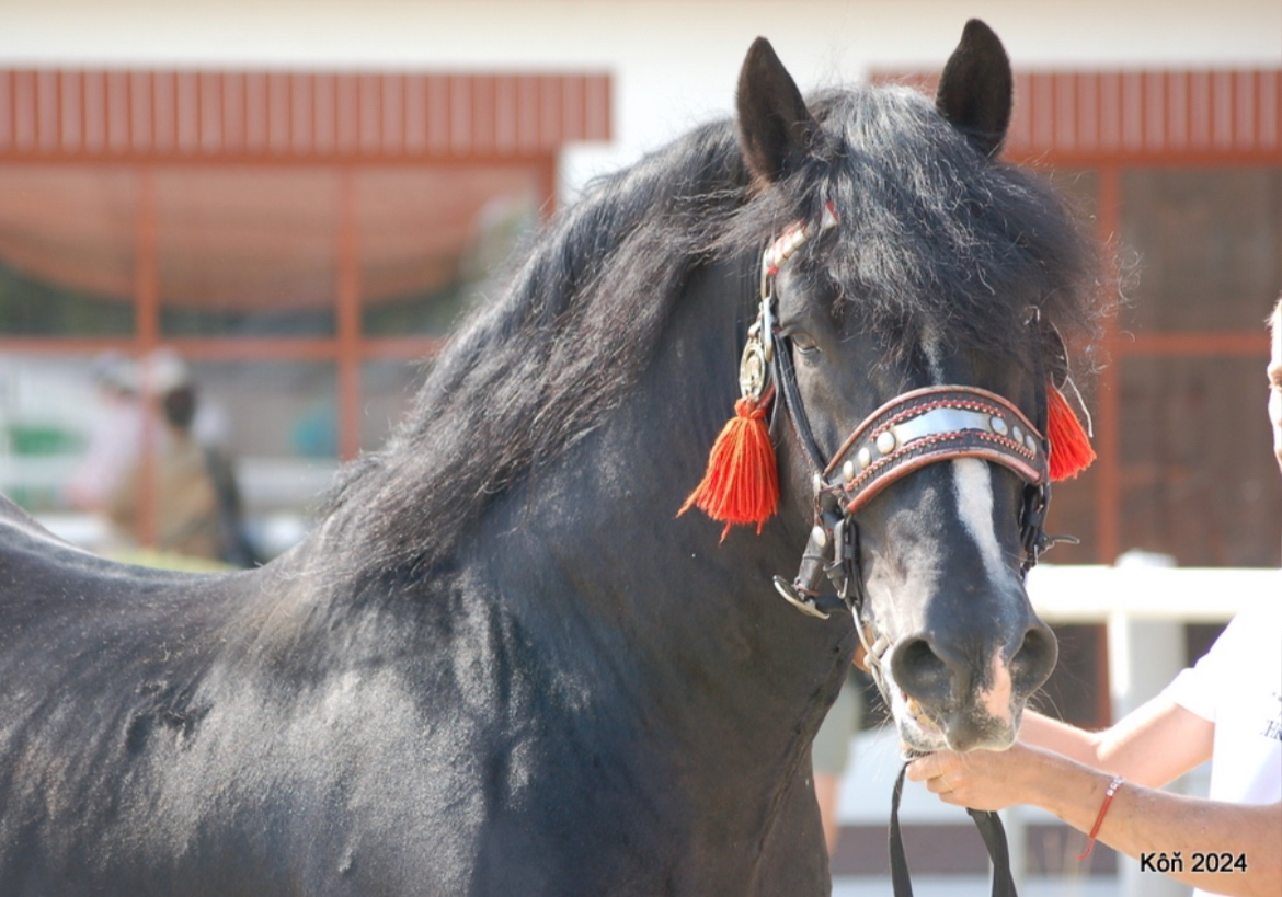 Pripúšťanie plemennými žrebcami - 11