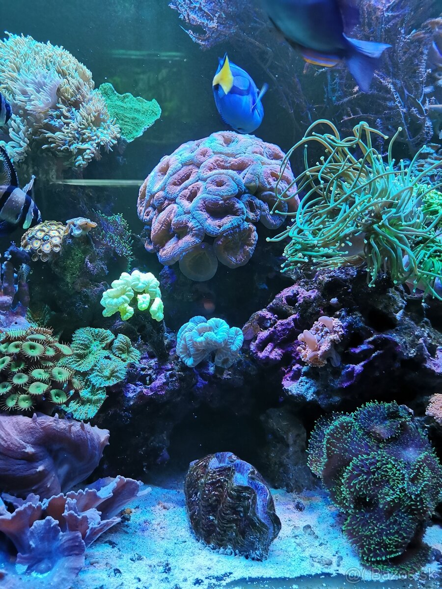 Morske akvarium - 11