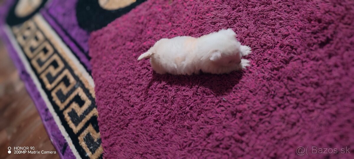 BIEWER Yorkshire Mini - 11