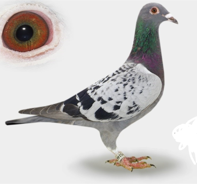 Poštové holuby - 11