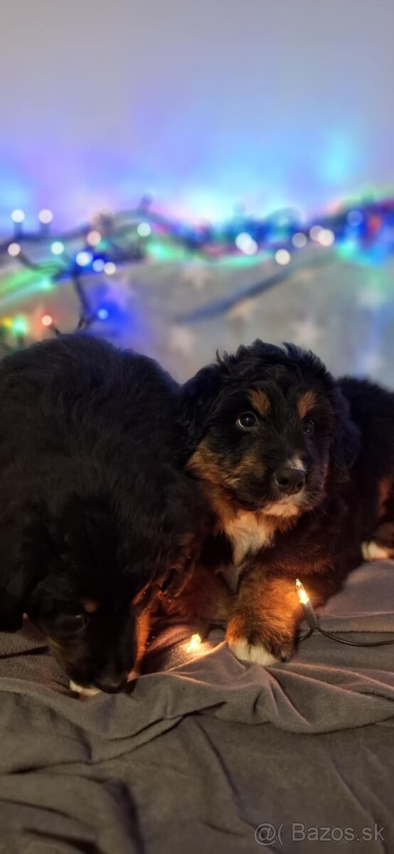 Bernský salašnícky - 11