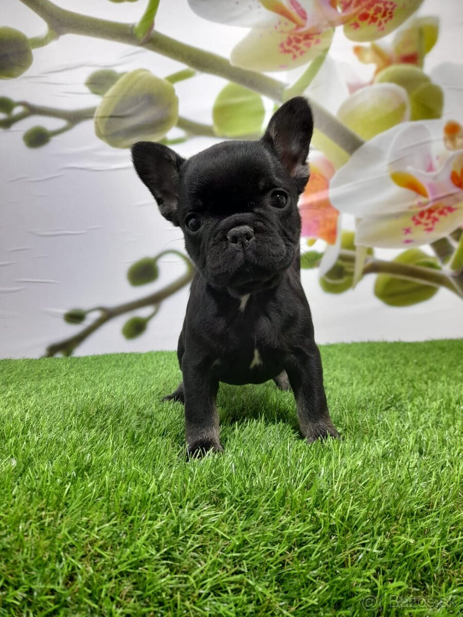 Francúzsky buldoček - 11