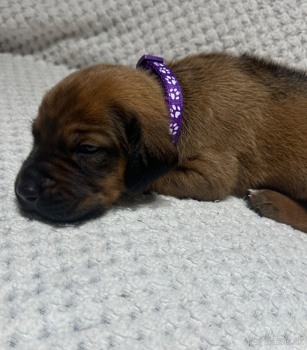 Rhodesian Ridgeback s preukazom pôvodu - 11