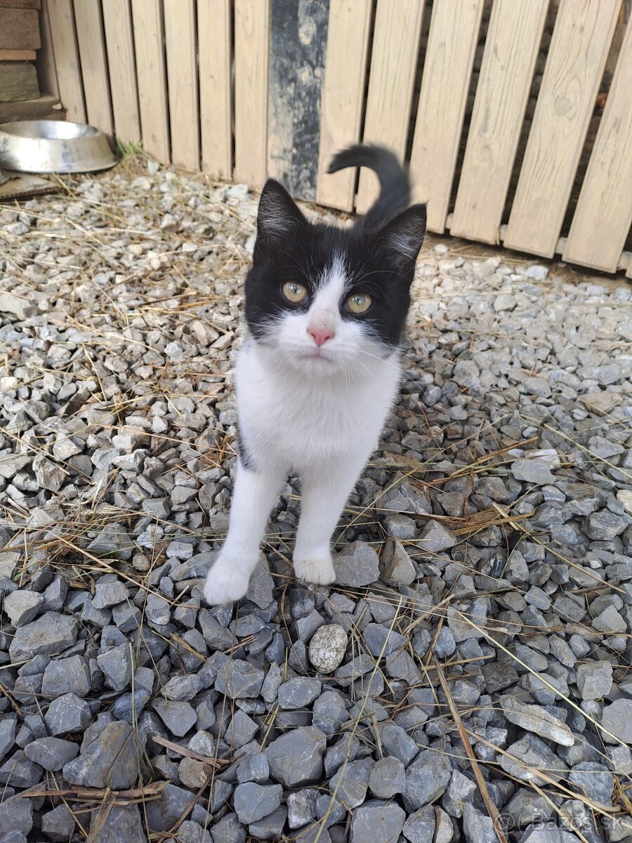 Darujem mačiatka - 11