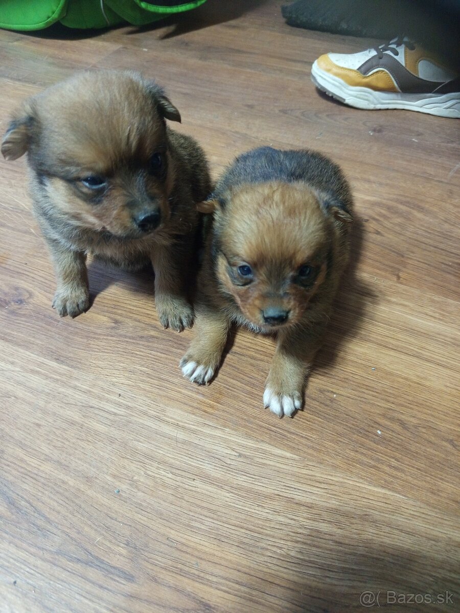 Predám 3 psoch - 11