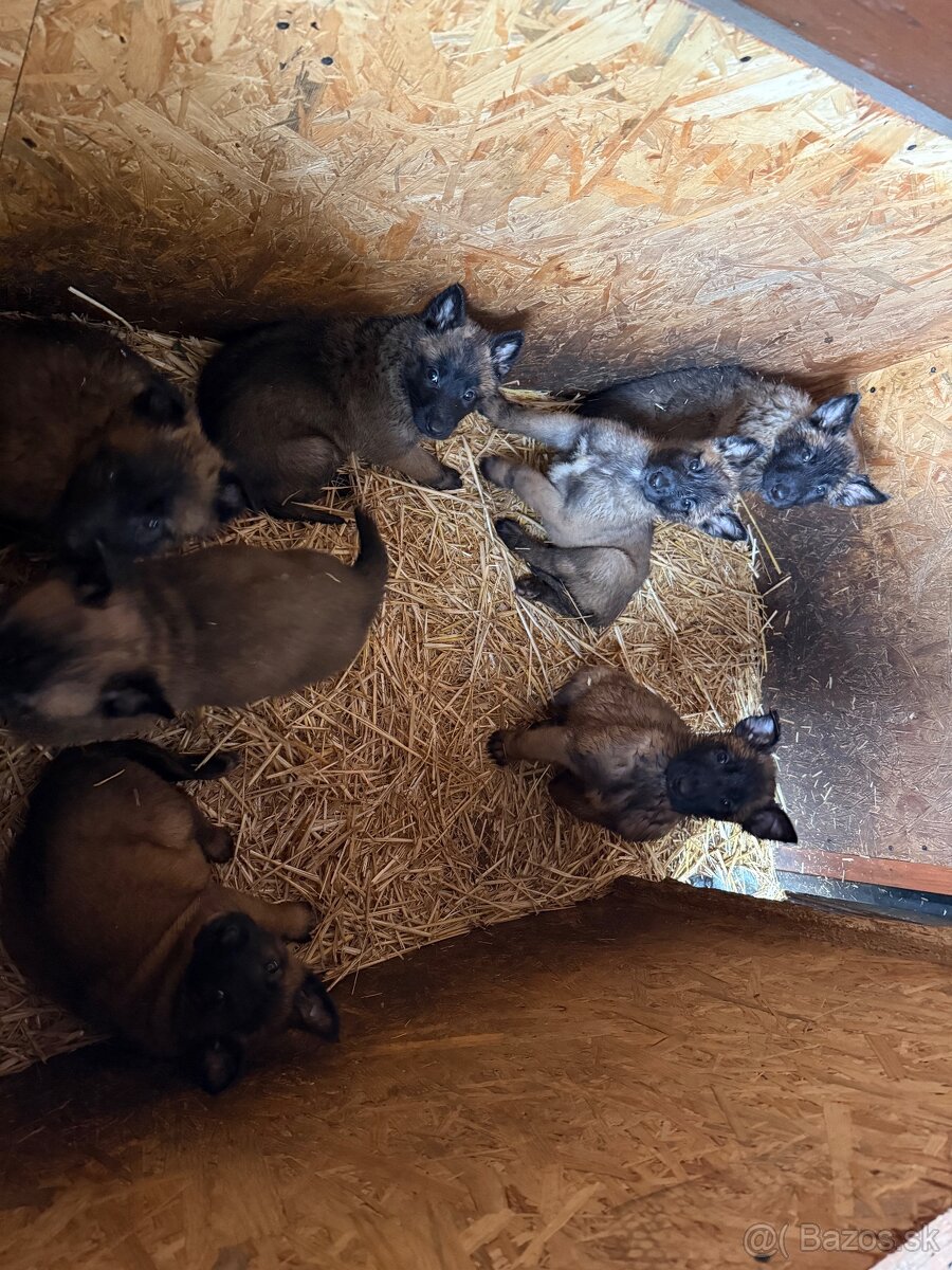 Belgický ovčiak bez PP - 11