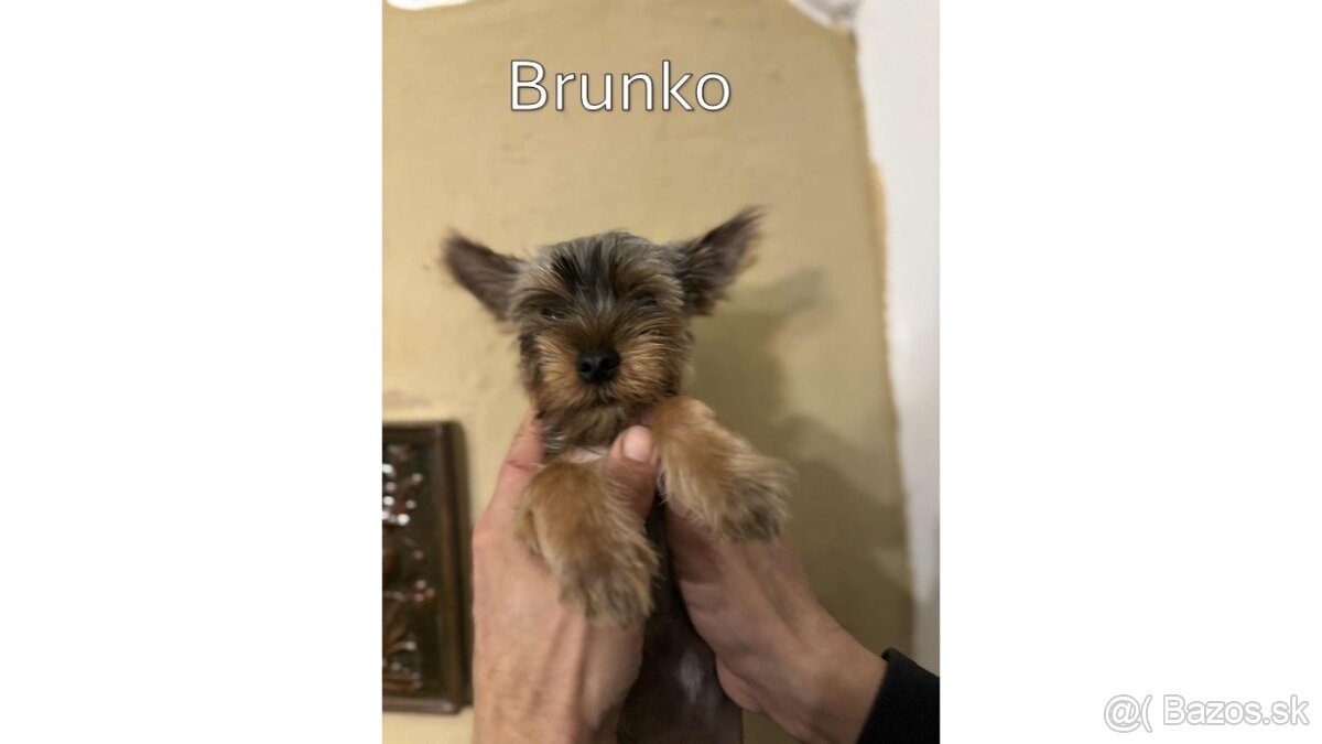 Baricsfarma ponúka na predaj yorkshirských teriérov - 11